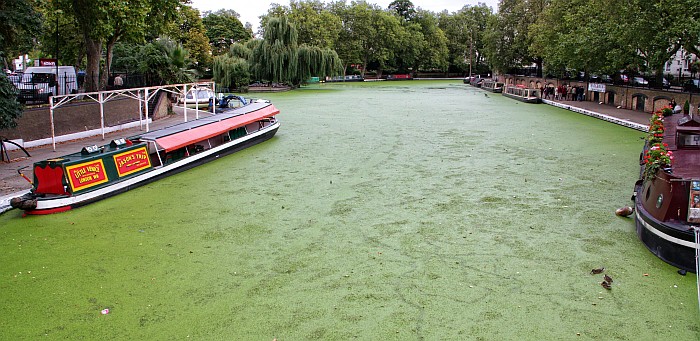 How green was my canal!